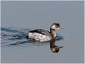 Black-necked Grebe, Morocco